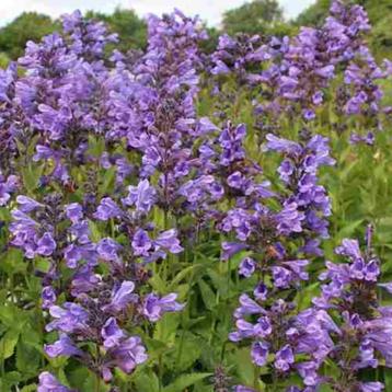 Zaden Nepeta Blue Dragon beschikbaar voor biedingen