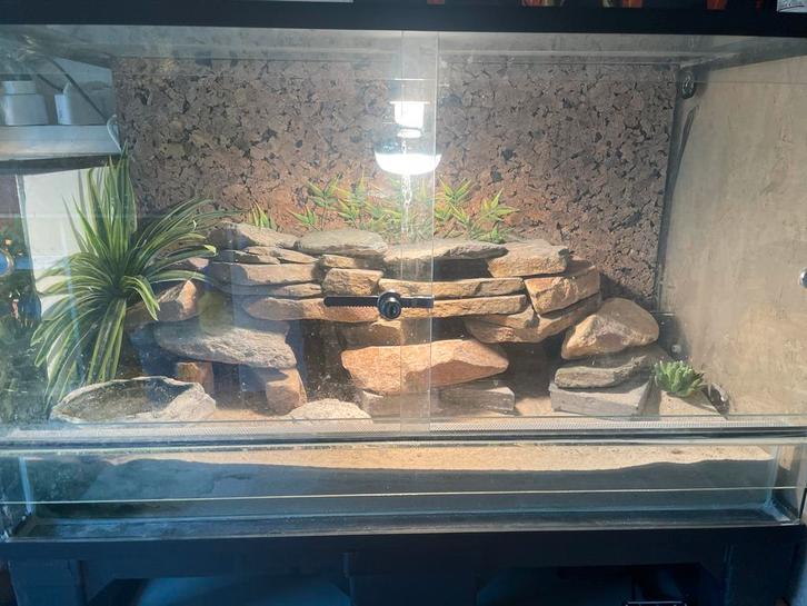 Terrarium met luipaardgecko’s, Dieren en Toebehoren, Reptielen en Amfibieën | Toebehoren, Gebruikt, Ophalen