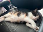Kitten, Dieren en Toebehoren, Katten en Kittens | Raskatten | Korthaar, Poes