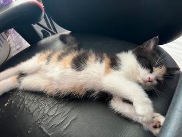 Kitten beschikbaar voor biedingen