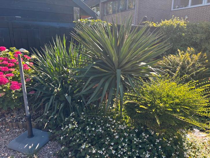 Yucca plant groot, Tuin en Terras, Planten | Tuinplanten, Overige soorten, Volle zon, Ophalen