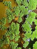 Salvina drijfplant, Ophalen of Verzenden