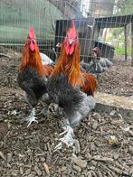 Marans blauw koper hanen, Dieren en Toebehoren, Pluimvee, Mannelijk, Kip