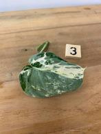 Scindapsus Baharok Stek #3, Huis en Inrichting, Kamerplanten, Ophalen of Verzenden, Halfschaduw, Minder dan 100 cm