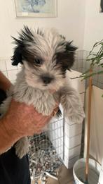 Kruising- Shih Tzu met Malteser., Dieren en Toebehoren, Honden | Chihuahua's en Gezelschapshonden, Overige rassen, CDV (hondenziekte)