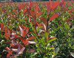72 Photinia plantgoed 20-30 CM Glansmispel Haag-plant Struik, Tuin en Terras, Planten | Tuinplanten, Overige soorten, Vaste plant