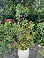 Prachtige Christusdoorn Euphorbia Milii, Ophalen, 100 tot 150 cm, Overige soorten, In pot