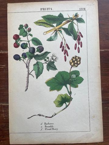 litho Fruits XXVIII Barberry, Bramble, Cloud Berry beschikbaar voor biedingen
