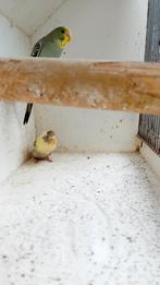 meerdere jonge grasparkieten bf, df, bw enz, Meerdere dieren, Parkiet, Geringd