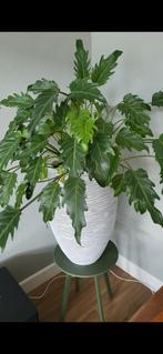 Prachtige Philodendron in Capi pot!, Huis en Inrichting, Kamerplanten, Ophalen, Halfschaduw, Minder dan 100 cm
