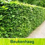 Beuken haag SCHERPE PRIJZEN!, Ophalen, Beukenhaag, Haag, 100 tot 250 cm