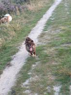 Choco tan pomeriaan, Dieren en Toebehoren, Rabiës (hondsdolheid), 15 weken tot 1 jaar, Teef, Eén hond