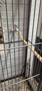 Jonge parkieten, Dieren en Toebehoren, Vogels | Parkieten en Papegaaien, Meerdere dieren, Parkiet