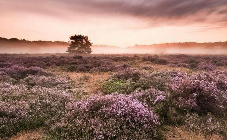 Paarden paddock paradise aan huis (Nistelrode), Dieren en Toebehoren, Stalling en Weidegang, Stalling, Weidegang, 2 of 3 paarden of pony's