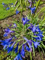 Agapanthus stek,  Afrikaanse lelie, Ophalen of Verzenden, Zomer, Overige soorten, Volle zon