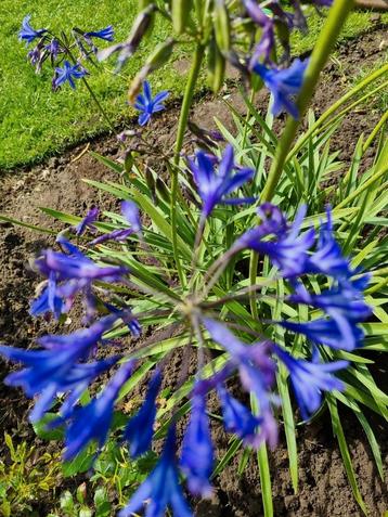 Agapanthus stek,  Afrikaanse lelie beschikbaar voor biedingen