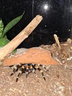 Vogelspinnen, schorpioenen en toebehoren voor terraria, Dieren en Toebehoren, Spin of Schorpioen