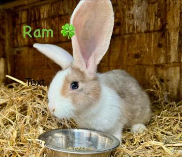 Leuke en liever mix reusjes mogen het nest verlaten beschikbaar voor biedingen