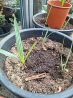 Brahea armata de blauwe Mexicaanse waaierpalm, Ophalen of Verzenden, Zomer, Overige soorten, Volle zon