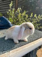 Hangoor dwerg konijntjes NHD, Dieren en Toebehoren, Konijnen, Meerdere dieren, Dwerg, Hangoor