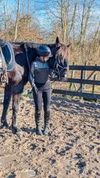 Verzorg paard/pony/shetlander gezocht (beschrijving), Ophalen