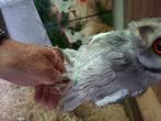 Witgezichtdwergooruil roofvogel, Dieren en Toebehoren, Vogels | Overige Vogels, Meerdere dieren, Roofvogel, Geringd