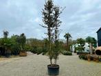 Meerstammige steeneik - Quercus ilex 450/500 cm te koop!!!, In pot, Zomer, Overige soorten, Volle zon