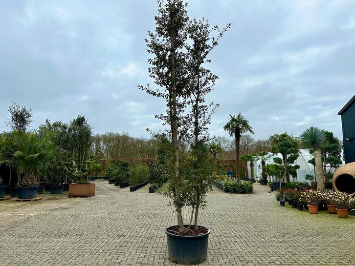 Meerstammige steeneik - Quercus ilex 450/500 cm te koop!!!, Tuin en Terras, Planten | Bomen, Overige soorten, 400 cm of meer, Volle zon