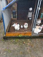 Vier Leg kippen, Vrouwelijk, Kip