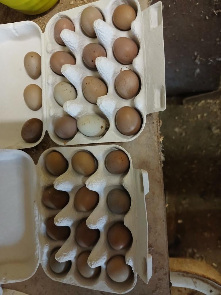 Broedeitjes Chinense dwergkwartels ⁰, Dieren en Toebehoren, Geslacht onbekend, Overige soorten