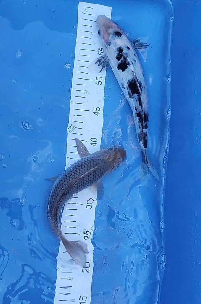 Japanse koi Bekko 28 cm, Dieren en Toebehoren, Vissen | Vijvervissen, Karper of Koi