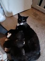 4 zwart/witte kittens (1 mannetje 3 vrouwtjes), Dieren en Toebehoren, Meerdere dieren
