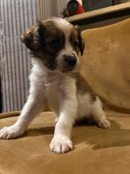 Kooiker pups, Dieren en Toebehoren, Overige rassen, 8 tot 15 weken, Meerdere, Meerdere dieren