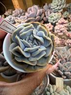 Echeveria YunYao succulent, Huis en Inrichting, Kamerplanten, Verzenden, Halfschaduw, Minder dan 100 cm
