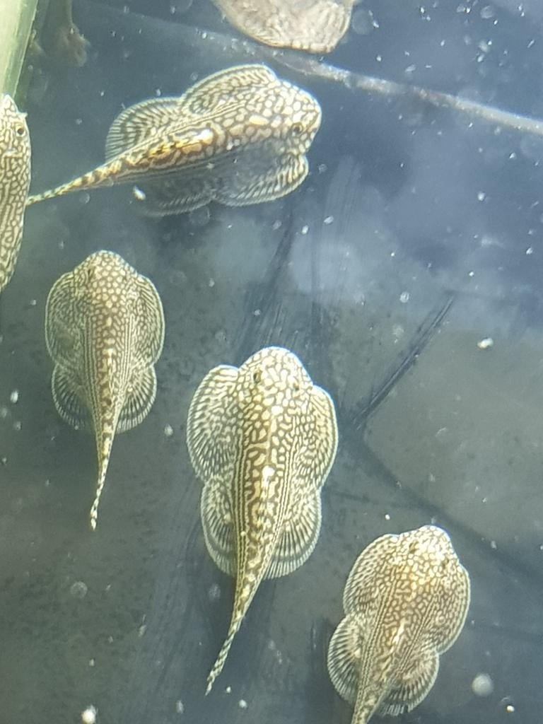 Hobbyaquarium  Sewellia Lineolata/Tijger Gastromyson, Vis, Zoetwatervis, Schoolvis