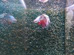 Diverse Betta splendens man op voorraad, Dieren en Toebehoren, Vissen | Aquariumvissen, Vis, Zoetwatervis