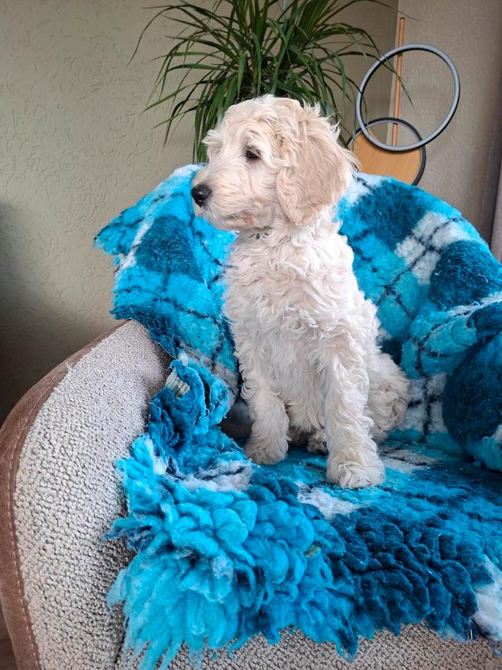 Labradoodle pup, misschien wel de mooiste uit het nest., Dieren en Toebehoren, Honden | Retrievers, Spaniëls en Waterhonden, Meerdere dieren