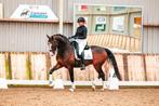Talentvolle 5-jarige dressuurruin, Met stamboom, Ruin, Dressuurpaard, 3 tot 6 jaar