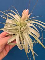 Tillandsia Gardnerii, Huis en Inrichting, Kamerplanten, Ophalen of Verzenden, Halfschaduw, Minder dan 100 cm