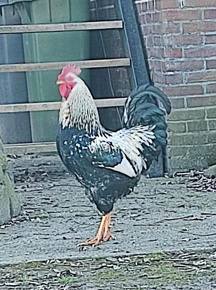Meerdere hanen te koop, Dieren en Toebehoren, Pluimvee, Kip, Mannelijk