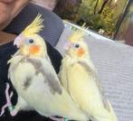 Tamme lutino valkparkiet te reserveren, Dieren en Toebehoren, Vrouwelijk, Parkiet, Geringd