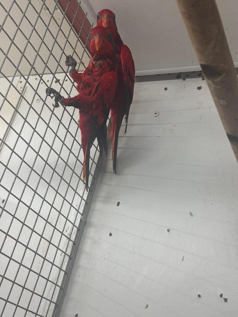 Lori's, Dieren en Toebehoren, Meerdere dieren, Papegaai