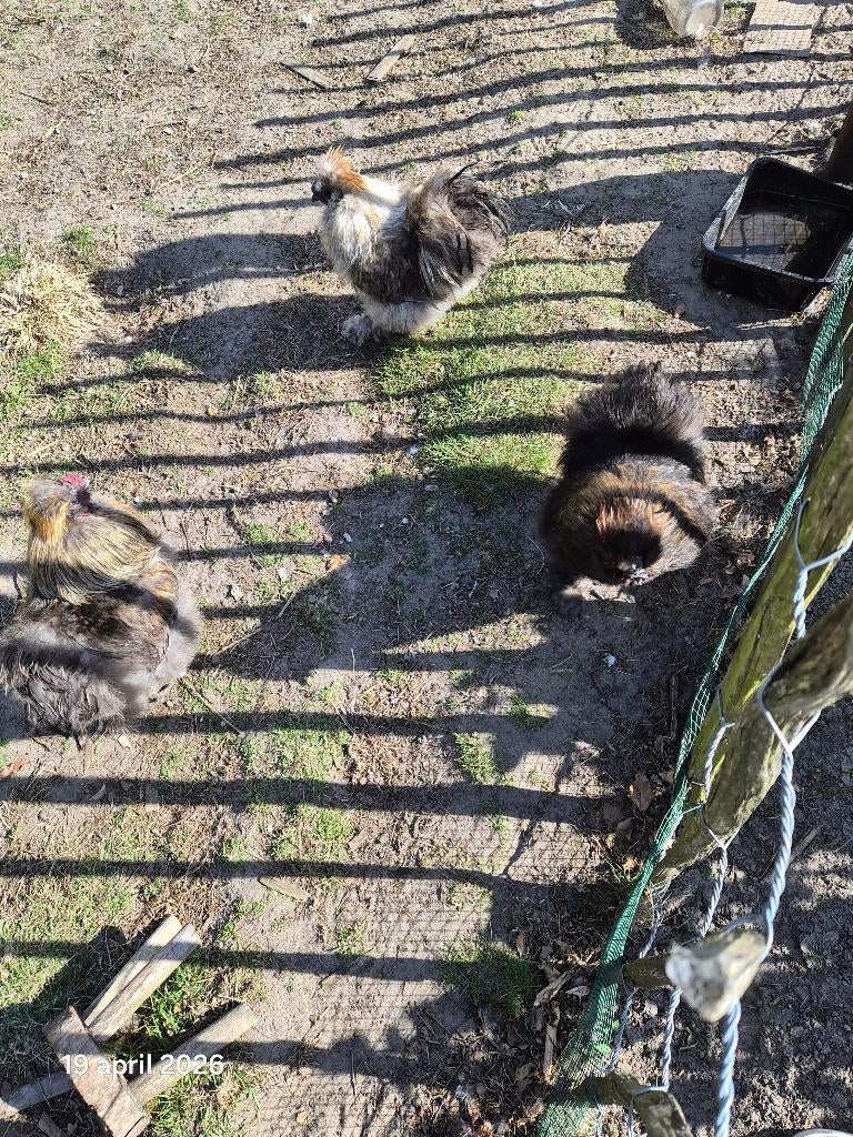 3x zijdehoen haantjes, Dieren en Toebehoren, Mannelijk, Kip