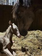 Pony veulen 1 jarig perlino cremello mak D pony, Merrie, Springpaard, Minder dan 160 cm, Met stamboom