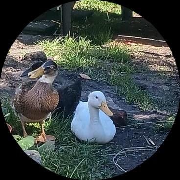Indische loopeenden 6/7weekjes, Dieren en Toebehoren, Pluimvee, Meerdere dieren, Eend