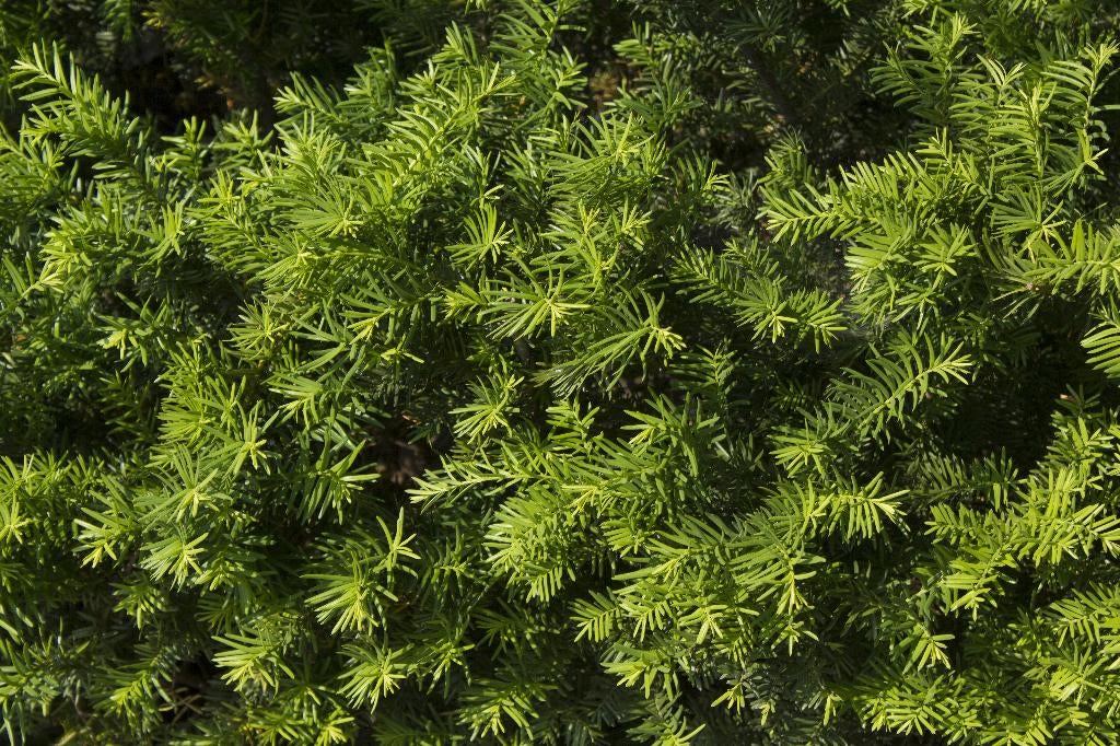 Taxus baccata | Taxus haag | 80 cm, Ophalen, Taxus, Haag, Minder dan 100 cm