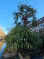 3 palmbomen, Ophalen, Overige soorten, Volle zon