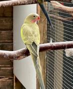 Princess of wales, Dieren en Toebehoren, Vogels | Parkieten en Papegaaien, Mannelijk, Parkiet