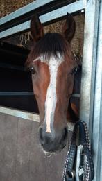 Welsh C pony, Merrie, 11 jaar of ouder, Recreatiepony, Met stamboom