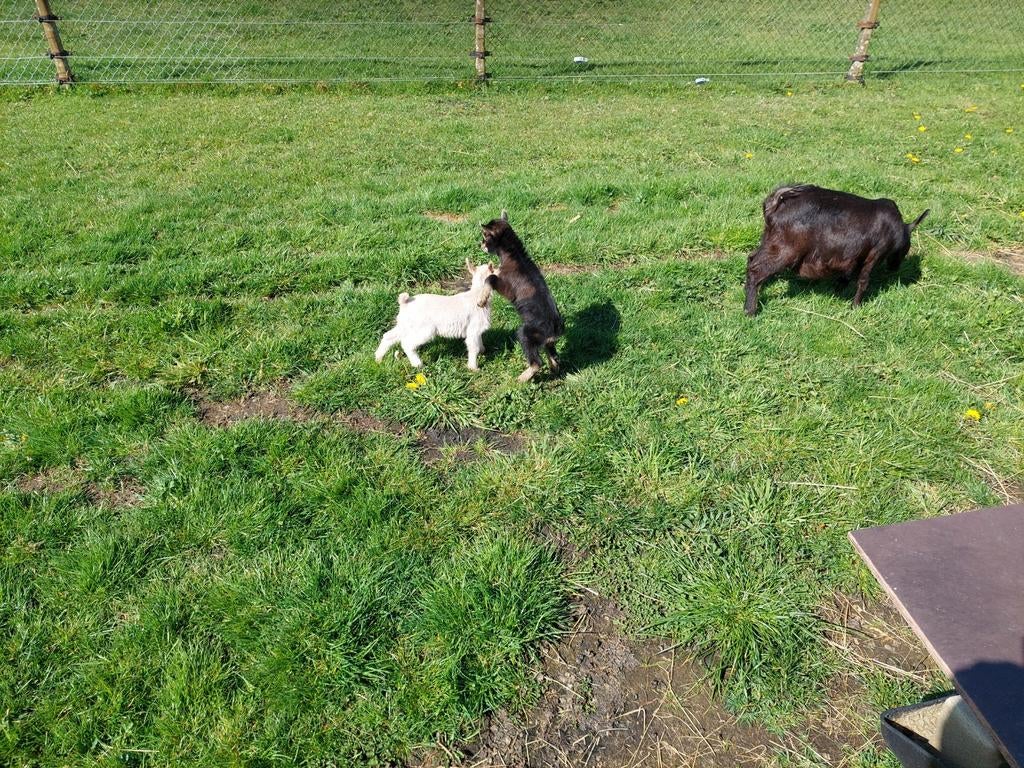 Dwerggeitje, Dieren en Toebehoren, Vrouwelijk, Geit